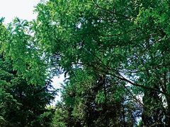 -长白岛森林公园