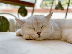 -平行世界·猫咖(首经贸店)