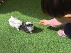 -萌宠亲子动物乐园(槐房万达店)