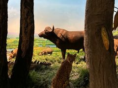 -国家自然博物馆