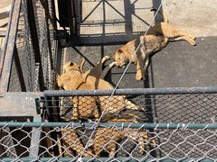 -大连森林动物园