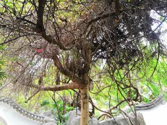 -深圳国际园林花卉博览园