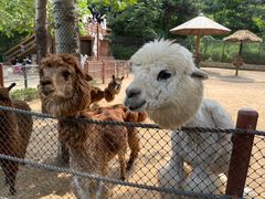 -大连森林动物园