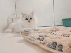 -1013 PET SHOP精品宠物商店(丁香店)