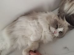 -鼓捣猫呢主题猫咖店