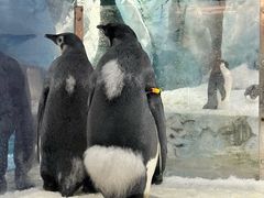 -帝企鹅自助餐厅•儿童岛•真企鹅(长隆企鹅酒店)