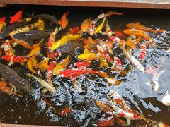 -侠成水上农庄(工业大道店)