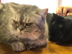 -喵园·猫主题咖啡厅·撸猫·猫咖(国贸店)