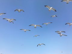 -海驴岛(荣成市)