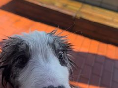 -趣玩宠物乐园寄养训犬训狗游泳池
