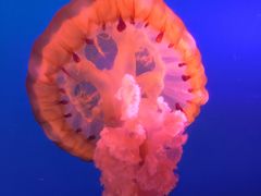 -太平洋海底世界