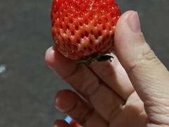 -菜园坝水果市场
