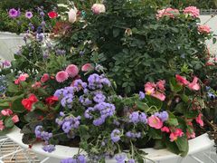 -深圳国际园林花卉博览园