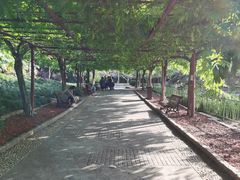 -嘉定紫藤园