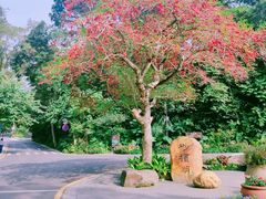 -深圳仙湖植物园
