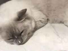 -Heymao猫咖.咖啡厅(东门店)