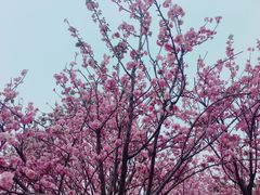 -天适樱花悠乐园