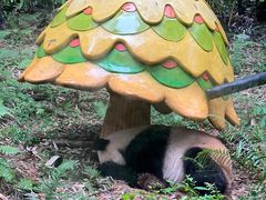 -广州长隆野生动物世界
