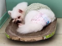 -怪兽屋·羊驼·猫咖·狗咖(俊华广场店)