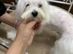 -鑫艺宠物美容培训学校