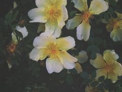 -塘沽森林公园