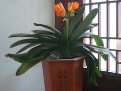 花厅内的君子兰-朱家角课植园