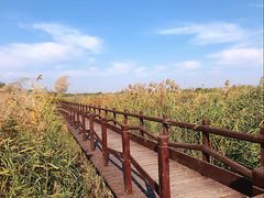-西青郊野公园