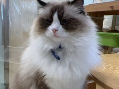 -藏猫猫咖啡主题馆(中央大道店)