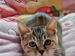 -瑞派名望24h动物医院异宠专科·猫专科·骨科·重症监护分院