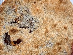 -徐记红川肉烧饼