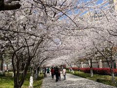 -高东镇樱花园