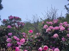 -名花谷生态庄园