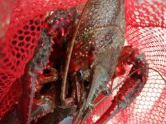 -同銮特种养殖场·龙虾垂钓