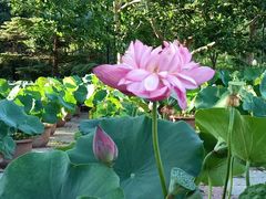-莲花池公园