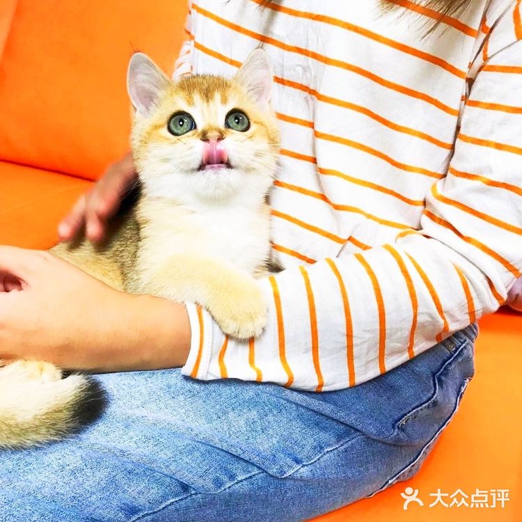 🐱我也变成铲屎官一枚了..小宝贝跟我肥家le…