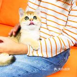 🐱我也变成铲屎官一枚了..小宝贝跟我肥家le…