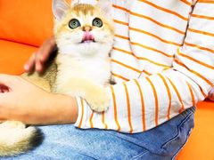 -lincat·猫舍(广州店)