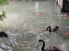 -乌村