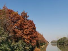 -上海海湾国家森林公园