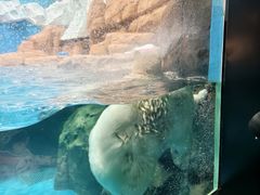 -海合安武汉极地海洋公园