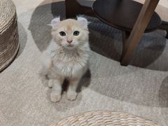 -瞄一喵猫咖(格力海岸店)