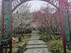 -香雪海