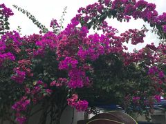 -夏黑子坛子鱼(总店)