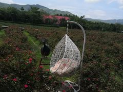 -亚龙湾国际玫瑰谷