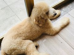 -悠尼宠物·独立低压伊珊娜洗护·美容·寄养(兰谷路店)
