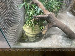 -上海大自然野生昆虫馆