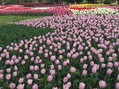 -上海鲜花港