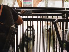 -TrueLove @ Neverland (Husky Cafe)