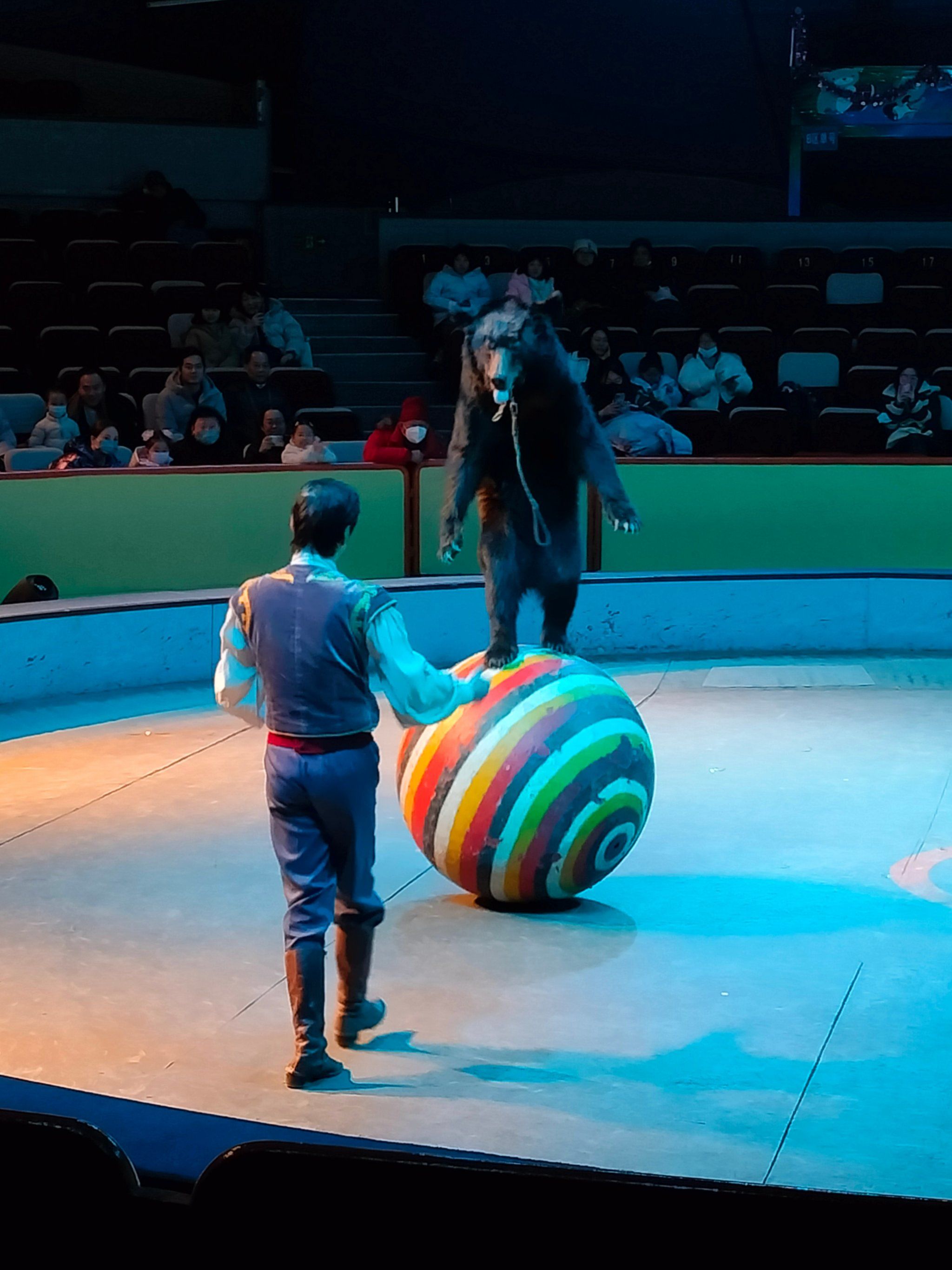 精彩的欢乐马戏,欢乐无限