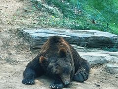 -北京野生动物园